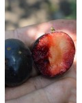 Pluot ‘Cherricos’